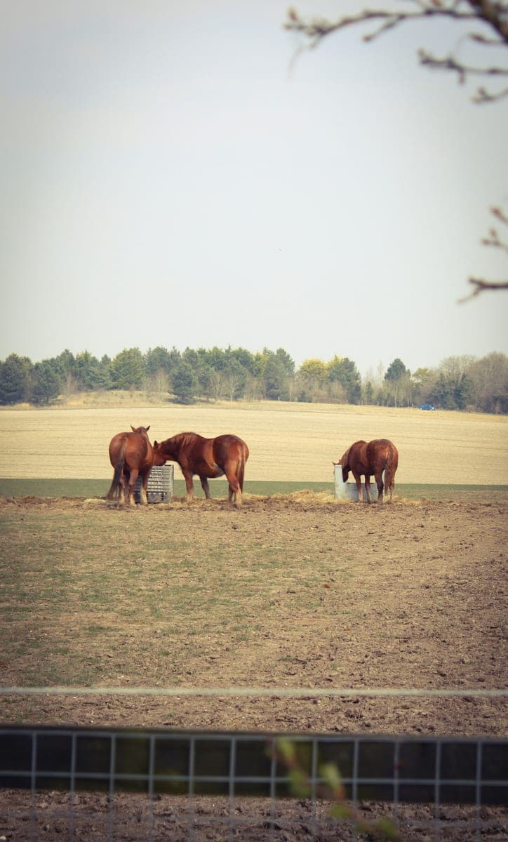 Three horses eating hay in a wide pasture